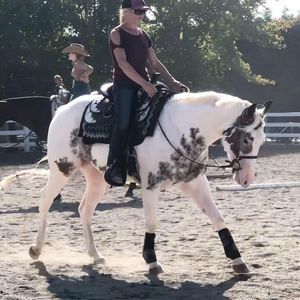 Meet your Posher, Ginger